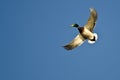 Mallard Duck Flying Alone in the Blue Sky Royalty Free Stock Photo