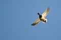 Mallard Duck Flying Alone in the Blue Sky Royalty Free Stock Photo