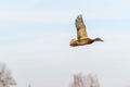 A mallard duck flying around Royalty Free Stock Photo