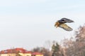 A mallard duck flying around Royalty Free Stock Photo