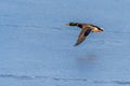 A mallard duck flying around over a frozen lake Royalty Free Stock Photo