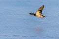 A mallard duck flying around over a frozen lake Royalty Free Stock Photo