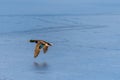 A mallard duck flying around over a frozen lake Royalty Free Stock Photo