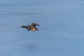 A mallard duck flying around over a frozen lake Royalty Free Stock Photo