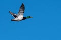 Mallard Duck Flying in a Blue Sky