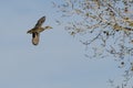 Mallard Duck Flying Past the Autumn Trees