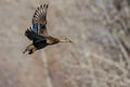 Mallard Duck Flying Past the Winter Trees