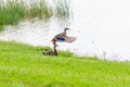 Mallard duck flying from shore of lake