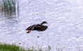 Mallard duck flying from shore over water