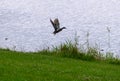 Mallard duck flying from shore