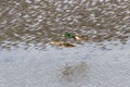 Flying Mallard Duck Royalty Free Stock Photo