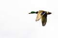 Mallard Duck Flying on a White Background