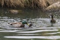 A Mallard duck forcibly mating a female Common Pochard Royalty Free Stock Photo