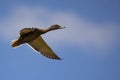 Mallard Duck in Free Flight in Blue Sky Royalty Free Stock Photo