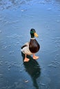 Mallard duck on a frozen lake Royalty Free Stock Photo
