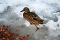 Mallard duck on a frozen pond. Royalty Free Stock Photo