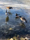 Mallard duck and geese standing on frozen pond Royalty Free Stock Photo