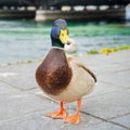 Mallard duck in Geneve, Switzerland