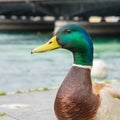 Mallard duck in Geneve, Switzerland