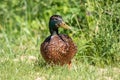 Mallard duck in the grass