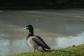 Mallard duck on the grass