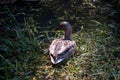 Mallard Duck Green Grass Lake Royalty Free Stock Photo