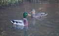 Mallard Duck Green Grass Lake Together Royalty Free Stock Photo