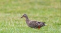 Mallard duck on green grass