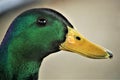 Mallard duck Royalty Free Stock Photo