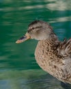 Mallard Duck Head profile Royalty Free Stock Photo