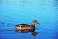 Mallard Duck Hen on Lake