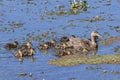 Mallard Duck With Her Baby Ducklings Swimming In A Pond Royalty Free Stock Photo