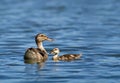 Mallard duck and her duckling Royalty Free Stock Photo