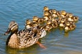 Mallard Duck with her Ducklings