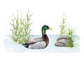 Mallard duck hiding in the water grass. Watercolor illustration. Hand drawn duck male swimming in the water with grass Royalty Free Stock Photo