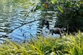 Mallard Duck Hybrid, 4.