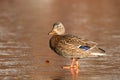 Mallard Duck on the Ice Royalty Free Stock Photo