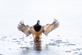 Mallard duck on ice Royalty Free Stock Photo