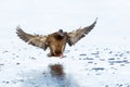 Mallard duck on ice Royalty Free Stock Photo