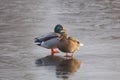 Mallard duck on ice Royalty Free Stock Photo