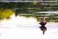 Mallard duck from Ilsan Lake Park. Royalty Free Stock Photo