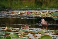 Mallard duck from Ilsan Lake Park. Royalty Free Stock Photo