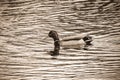 Mallard Duck Juanita Bay Park Lake Washington Kirkland Washiington Royalty Free Stock Photo