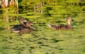 Mallard duck with juveniles in duckweed pond
