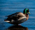 Mallard Duck on a Lake in Autumn