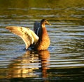 Mallard duck Anas platyrhynchos Royalty Free Stock Photo