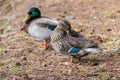 Mallard Ducks scotland Royalty Free Stock Photo