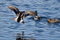 Mallard Duck Landing in Blue Water Royalty Free Stock Photo