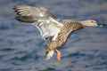 Mallard Duck Landing on the Cool Water Royalty Free Stock Photo