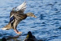 Mallard Duck Landing on the Cool Water Royalty Free Stock Photo